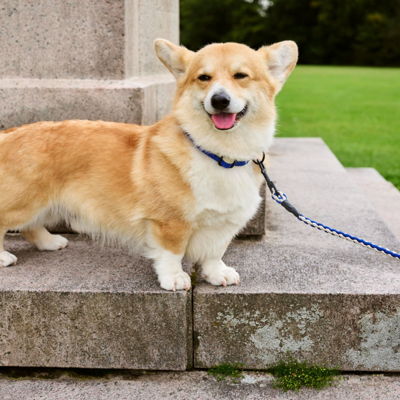 Dogs Collar Flat, S/M - Blue, Off-White