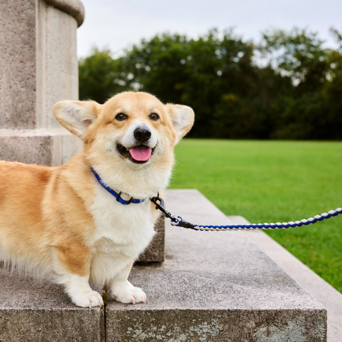 Dogs Leash, Braided - Blue, Off-White
