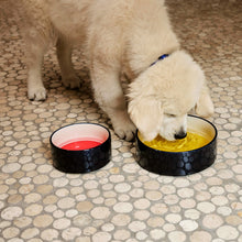 Dogs Bowl Large- Blue, Yellow